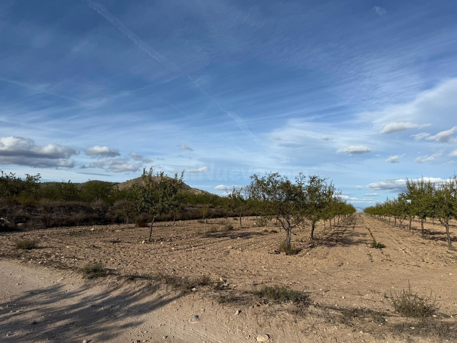 SE VENDE TERRENO RUSTICO EN MONOVAR (ALICANTE)