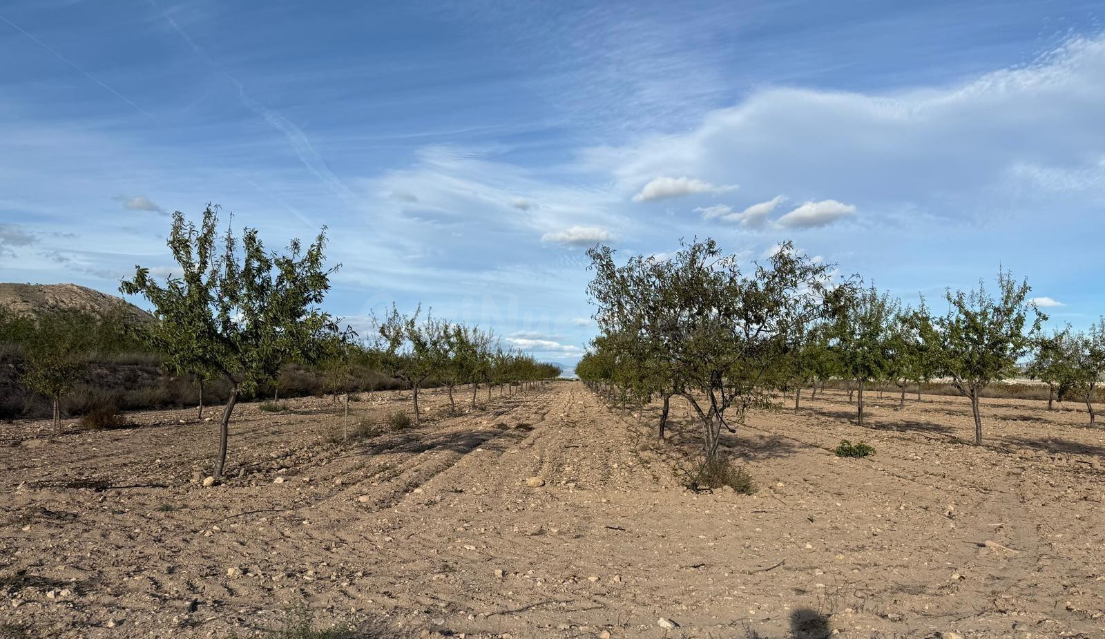 SE VENDE TERRENO RUSTICO EN MONOVAR (ALICANTE) - foto 2