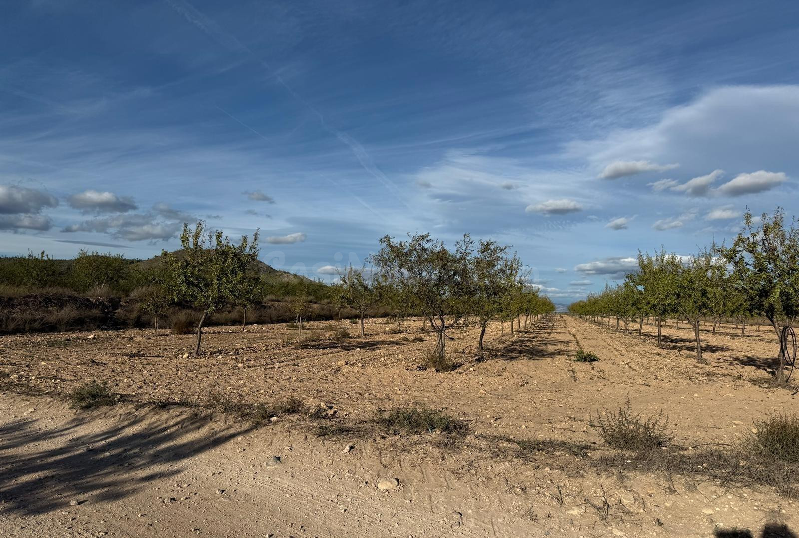 SE VENDE TERRENO RUSTICO EN MONOVAR (ALICANTE) - foto 3