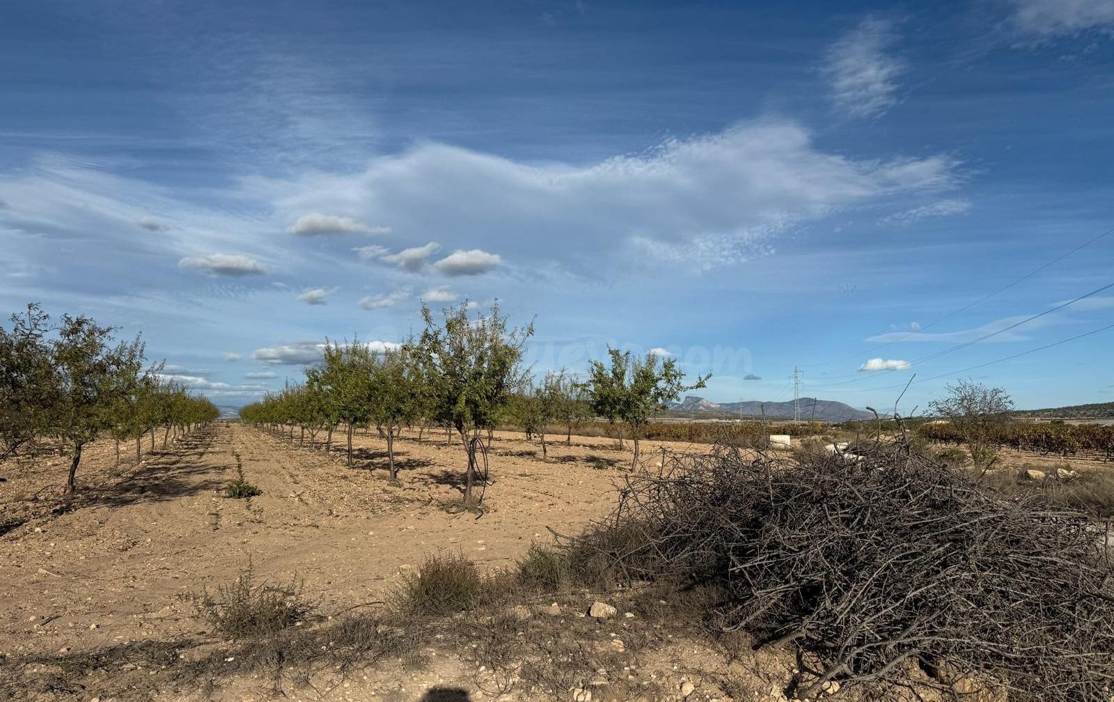 SE VENDE TERRENO RUSTICO EN MONOVAR (ALICANTE) - foto 4