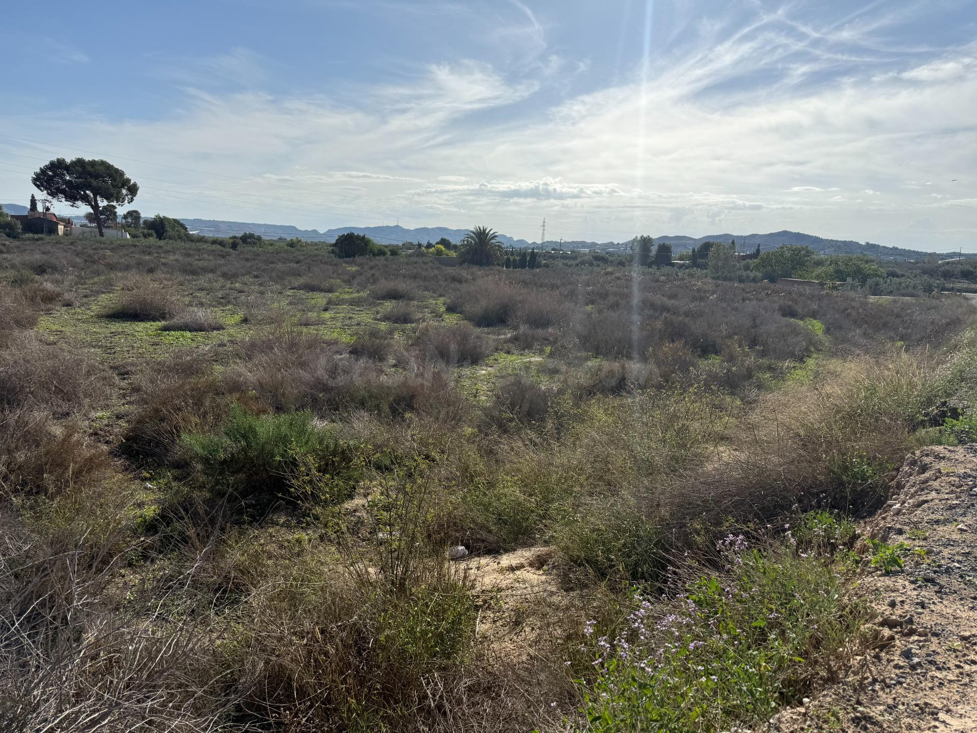 TERRENO RUSTICO EN TERMINO DE NOVELDA-ASPE (ALICANTE)