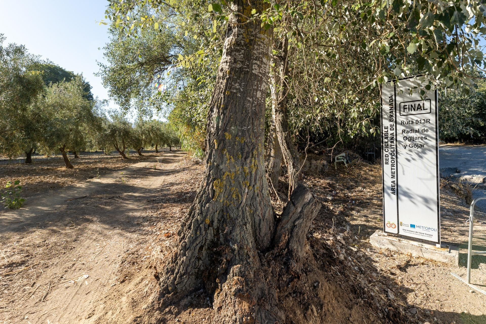 Magnífica parcela con olivos en producción