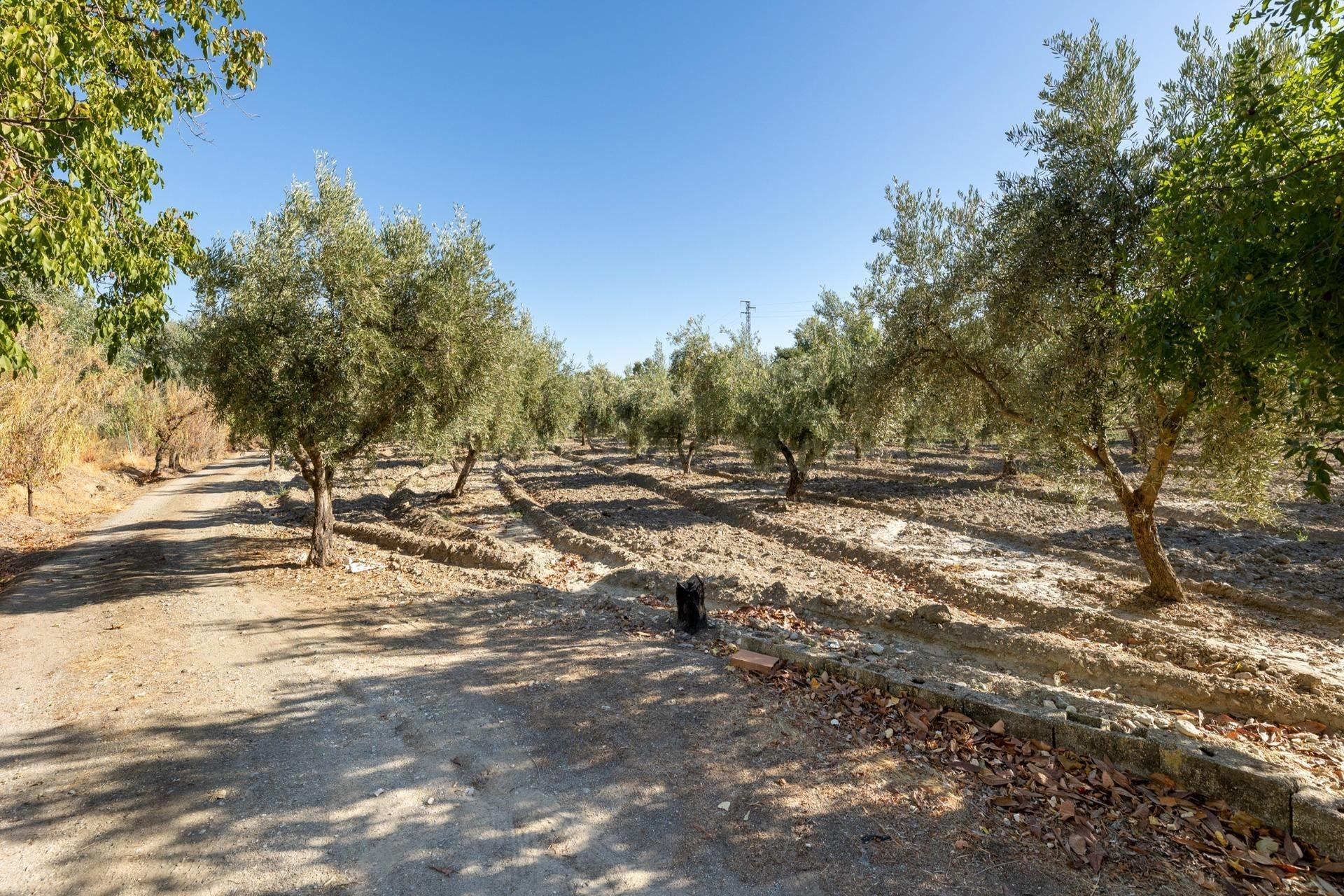 Magnífica parcela con olivos en producción - foto 2