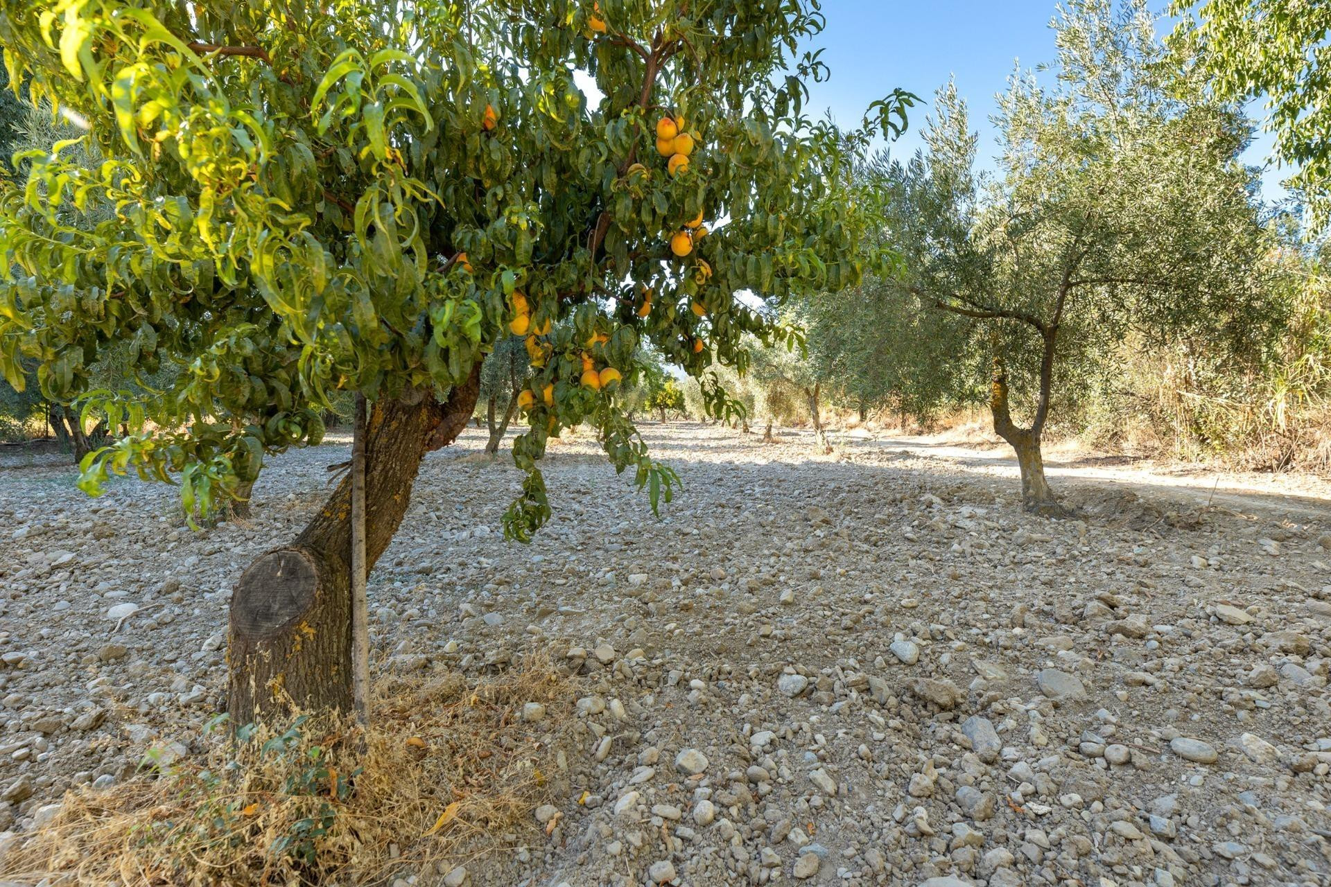 Magnífica parcela con olivos en producción - foto 3