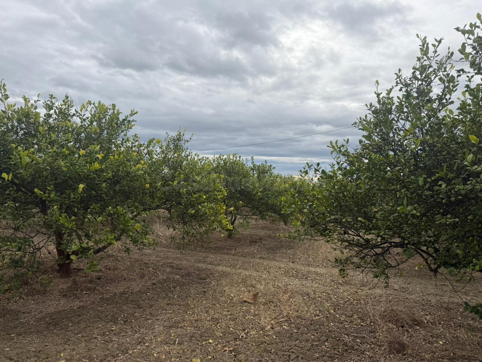 Terreno Rural en Venta en Daya Nueva ✨