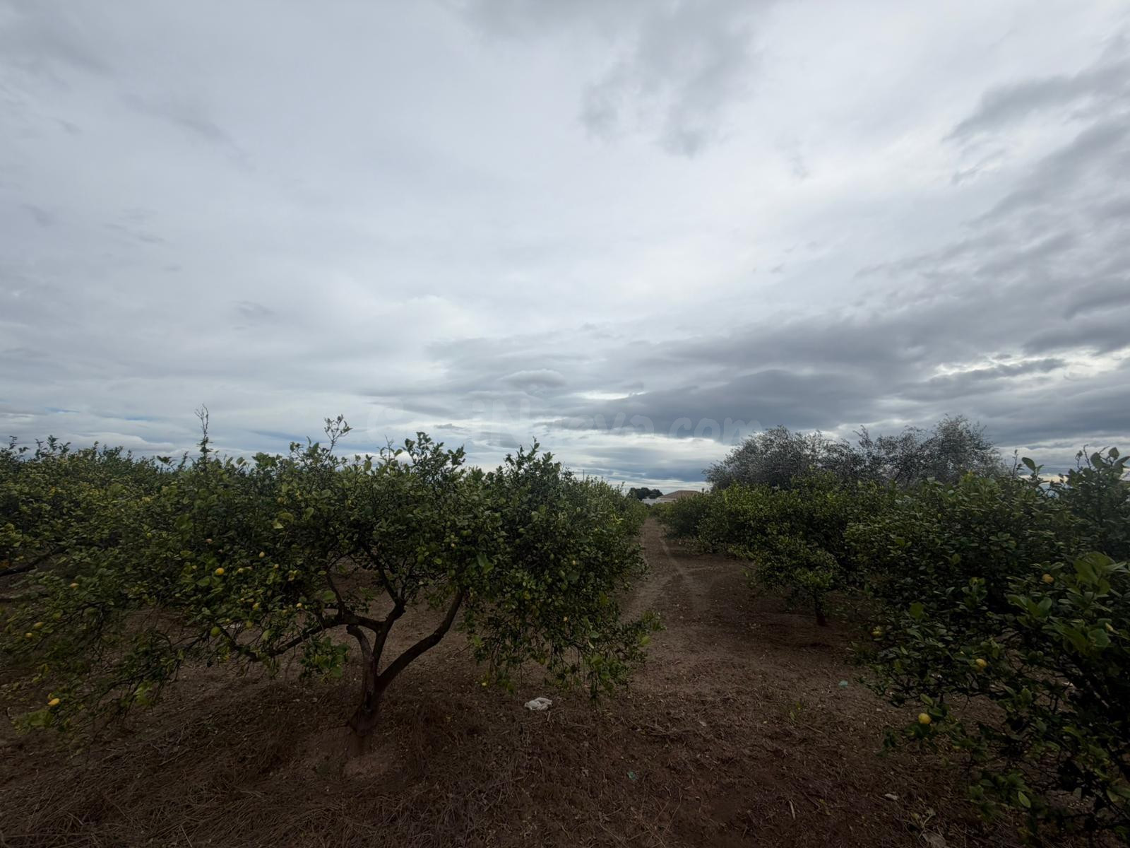 Terreno Rural en Venta en Daya Nueva ✨ - foto 2