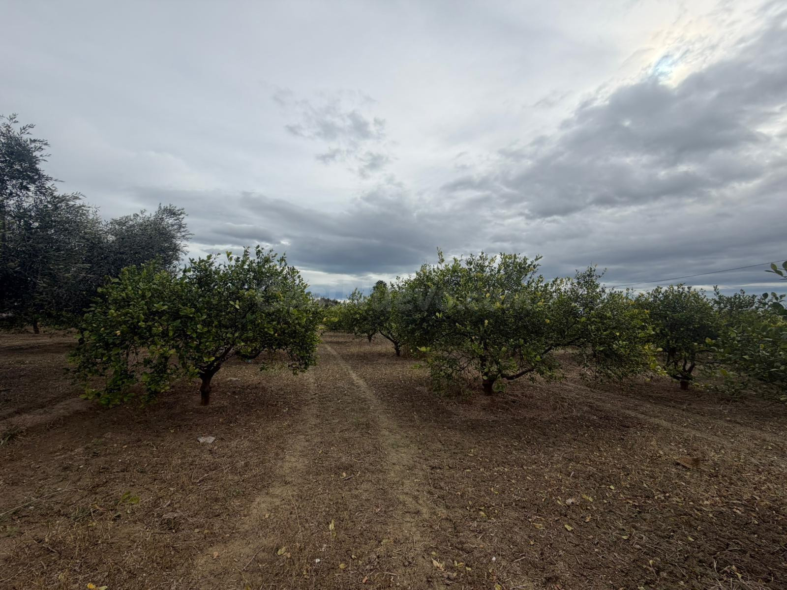 Terreno Rural en Venta en Daya Nueva ✨ - foto 3