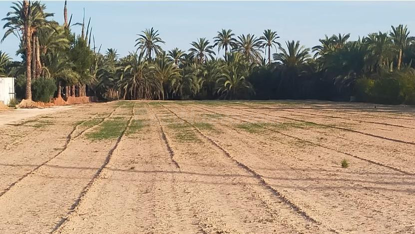 terreno en la hoya, Asprillas- Daimés