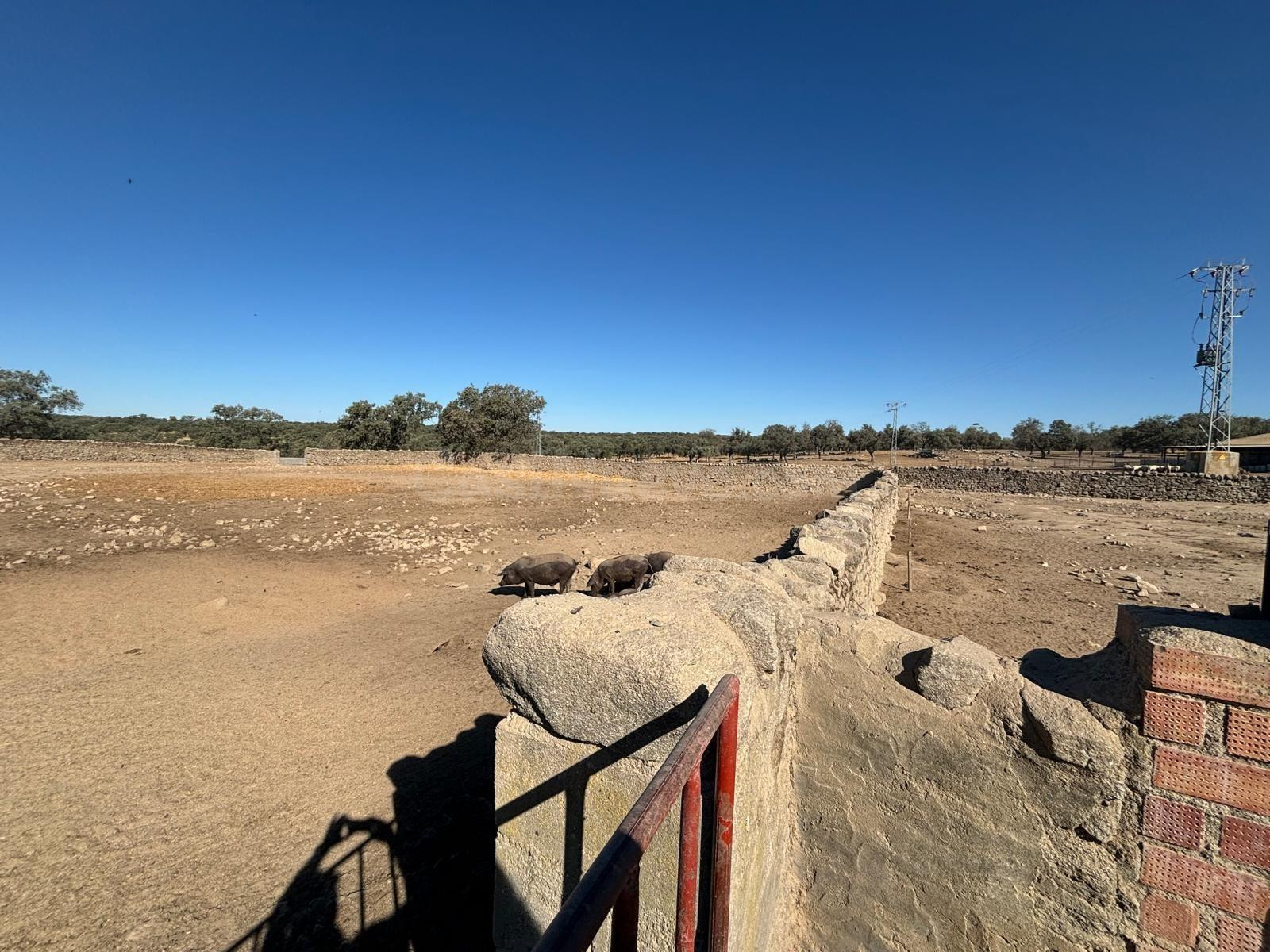 Venta de Finca Agricola y Ganadera - foto 4