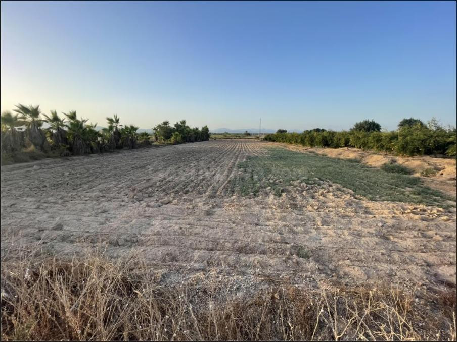 Venta terreno-zona el molar- La Marina - foto 2