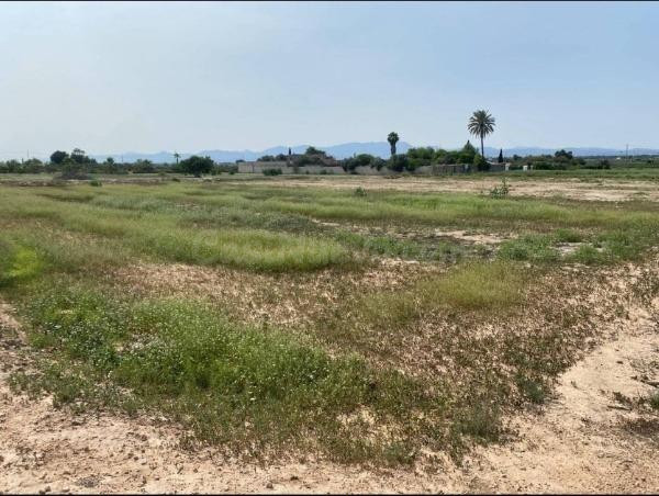 Terreno en zona La Marina - El Molar - foto 3