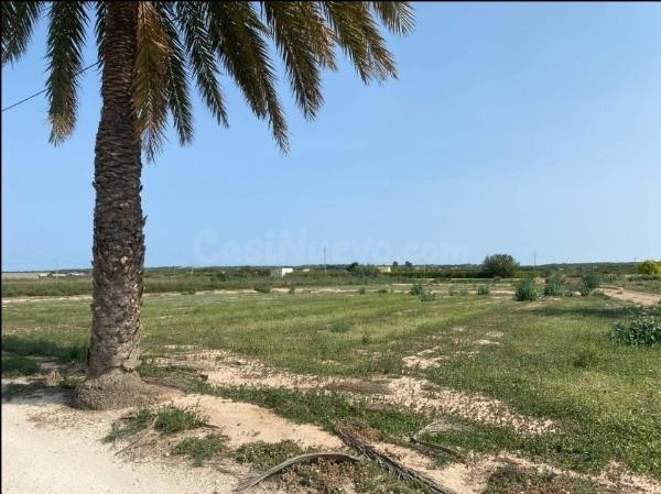 Terreno en zona La Marina - El Molar - foto 5