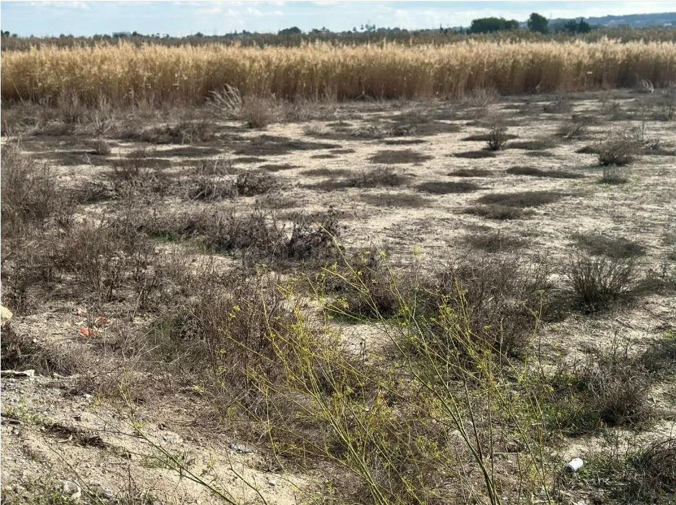 terreno rural, zona la Marina