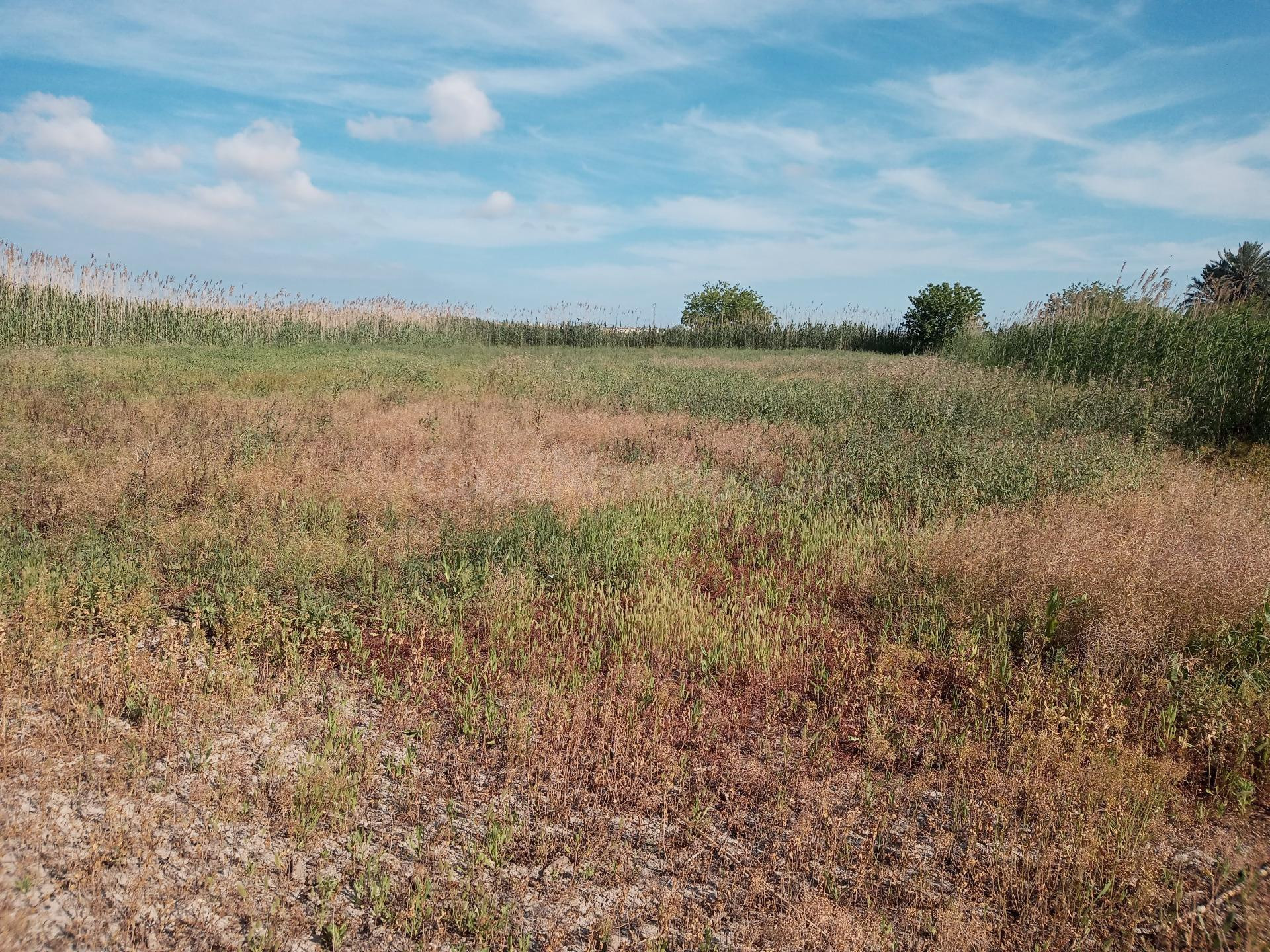 Terreno rural en venta - La Hoya-Daimes-El Derramador