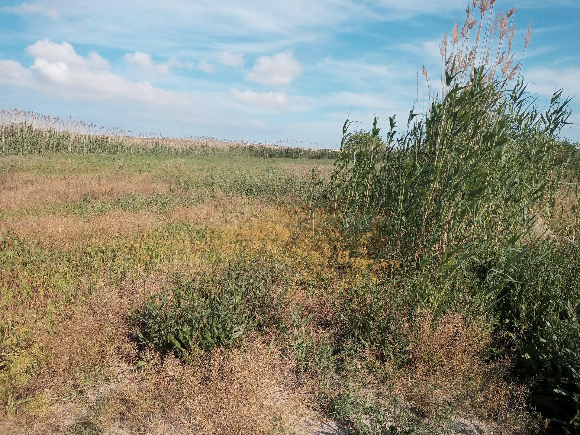 Terreno rural en venta - La Hoya-Daimes-El Derramador - foto 5