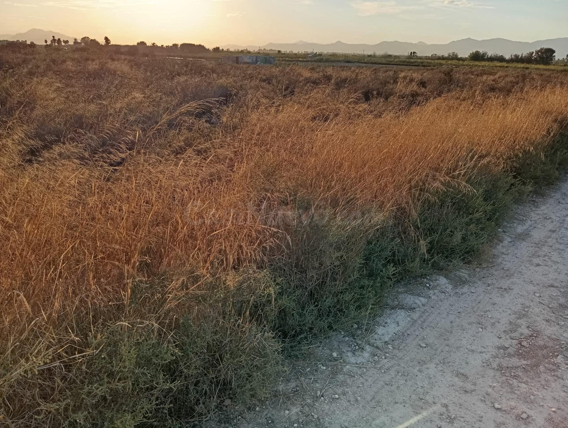 Venta terreno, La Marina- El Molar