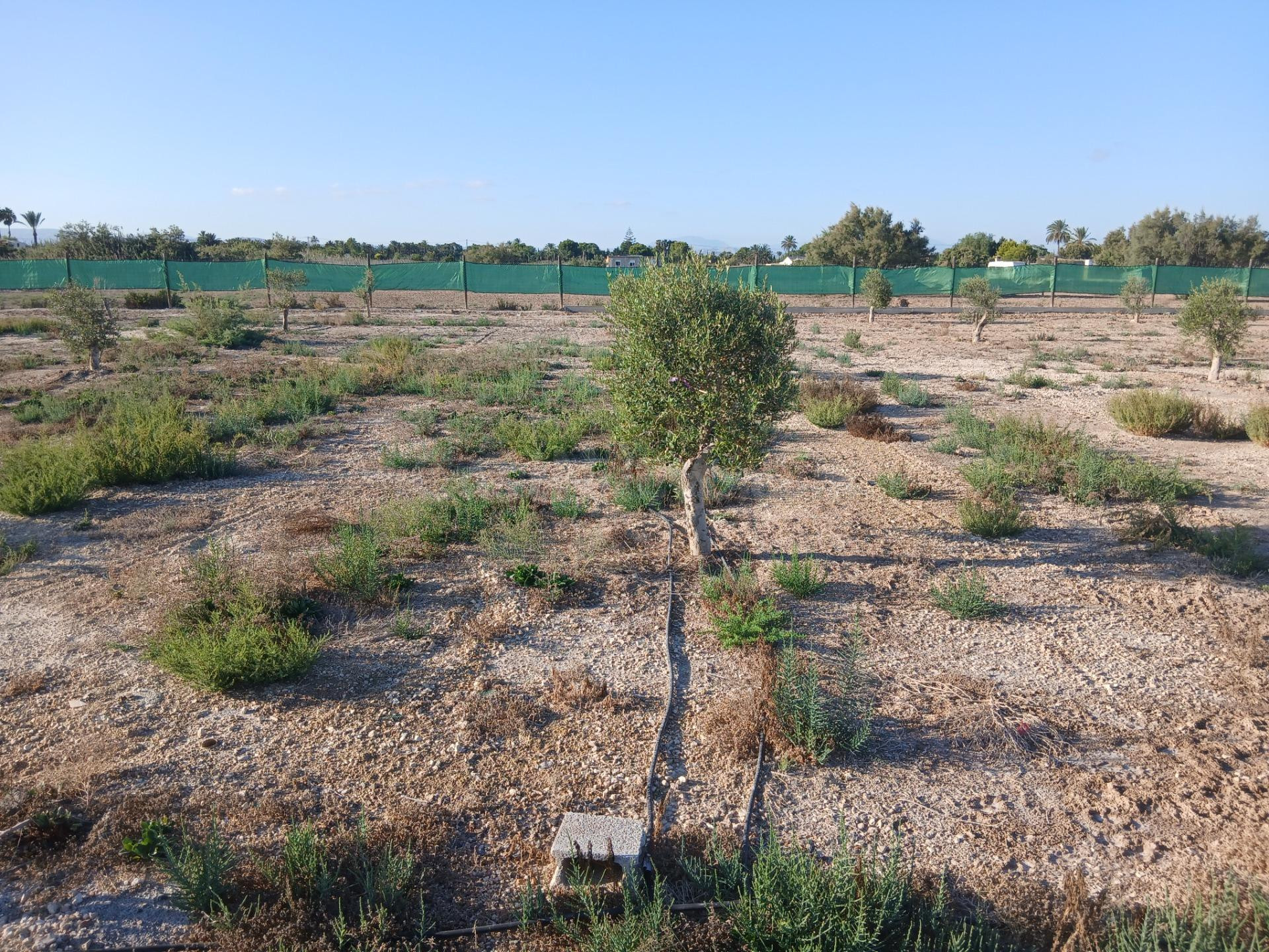 Terreno con proyecto para nave agricola - foto 2