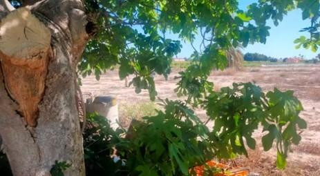 Terreno rustico en La Foia - foto 4