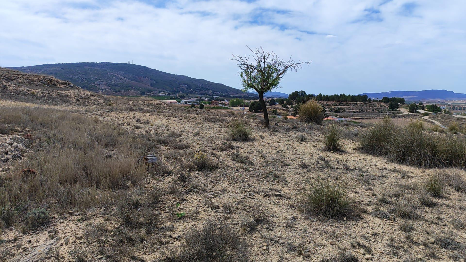 Parcela rústica en venta a 800m de Pinoso (Crevillente) - foto 3