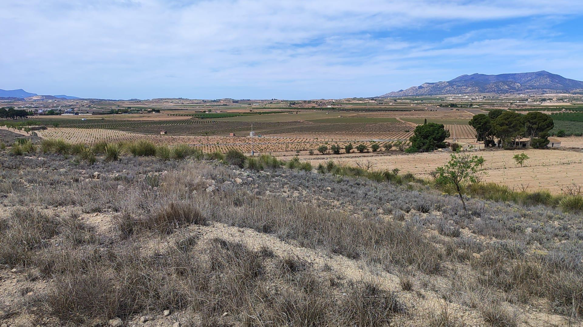 Parcela rústica en venta a 800m de Pinoso (Crevillente) - foto 4