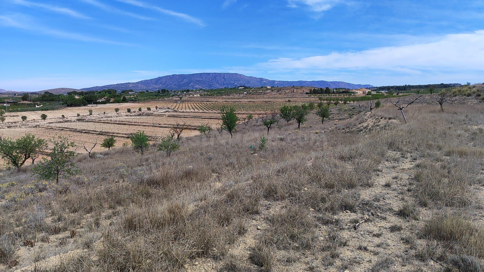 Parcela rústica en venta a 800m de Pinoso (Crevillente) - foto 5