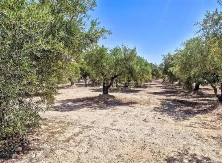 Terreno rustico a la venta - foto 2