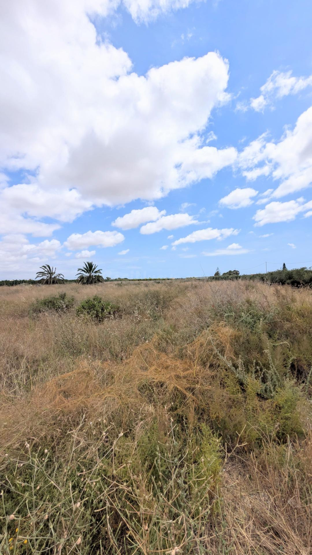 ¡PARCELA RÚSTICA EN VENTA EN BAYA BAJA, ELCHE, 5.718 m2, CON - foto 3