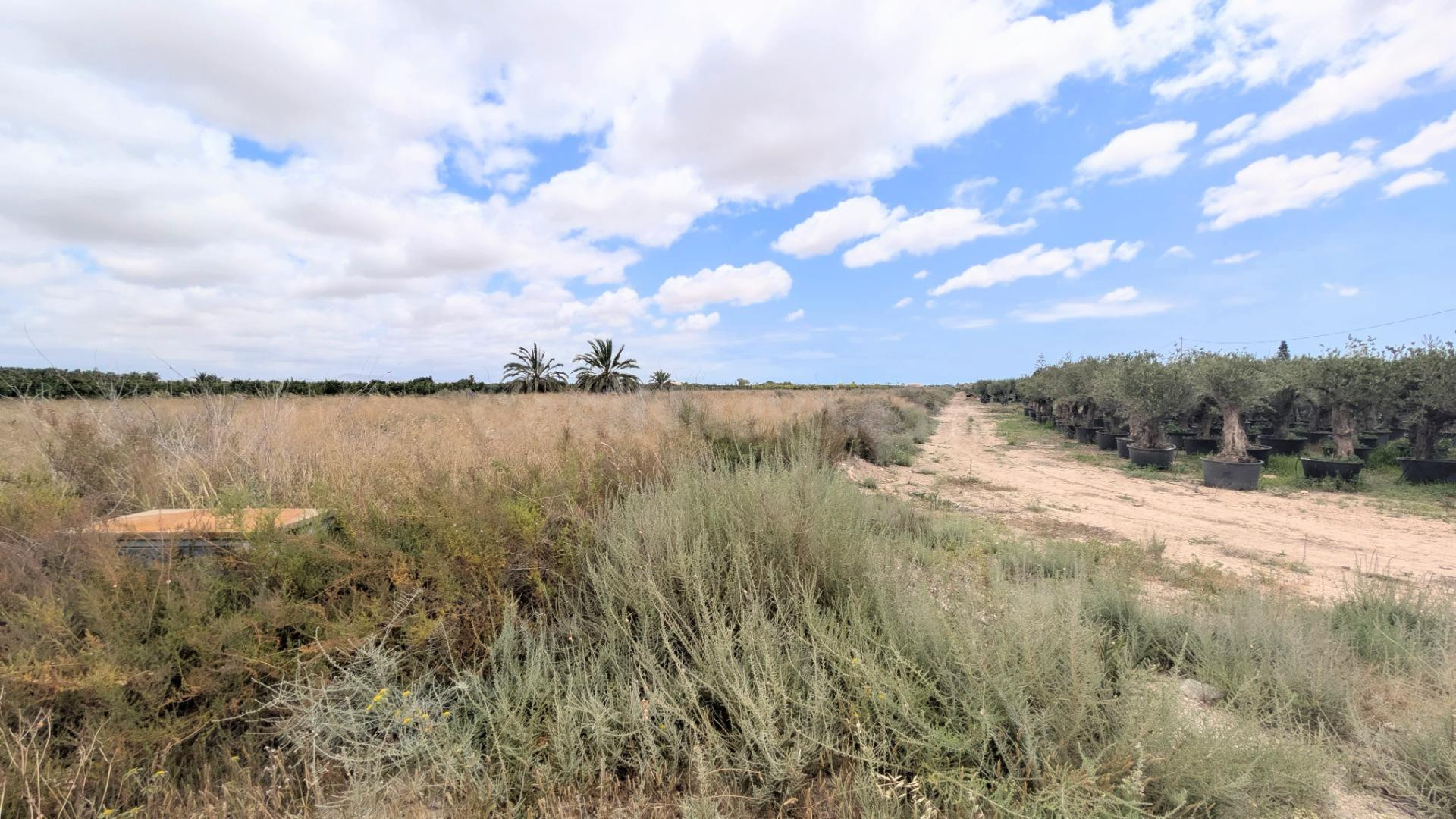 ¡PARCELA RÚSTICA EN VENTA EN BAYA BAJA, ELCHE, 5.718 m2, CON - foto 4