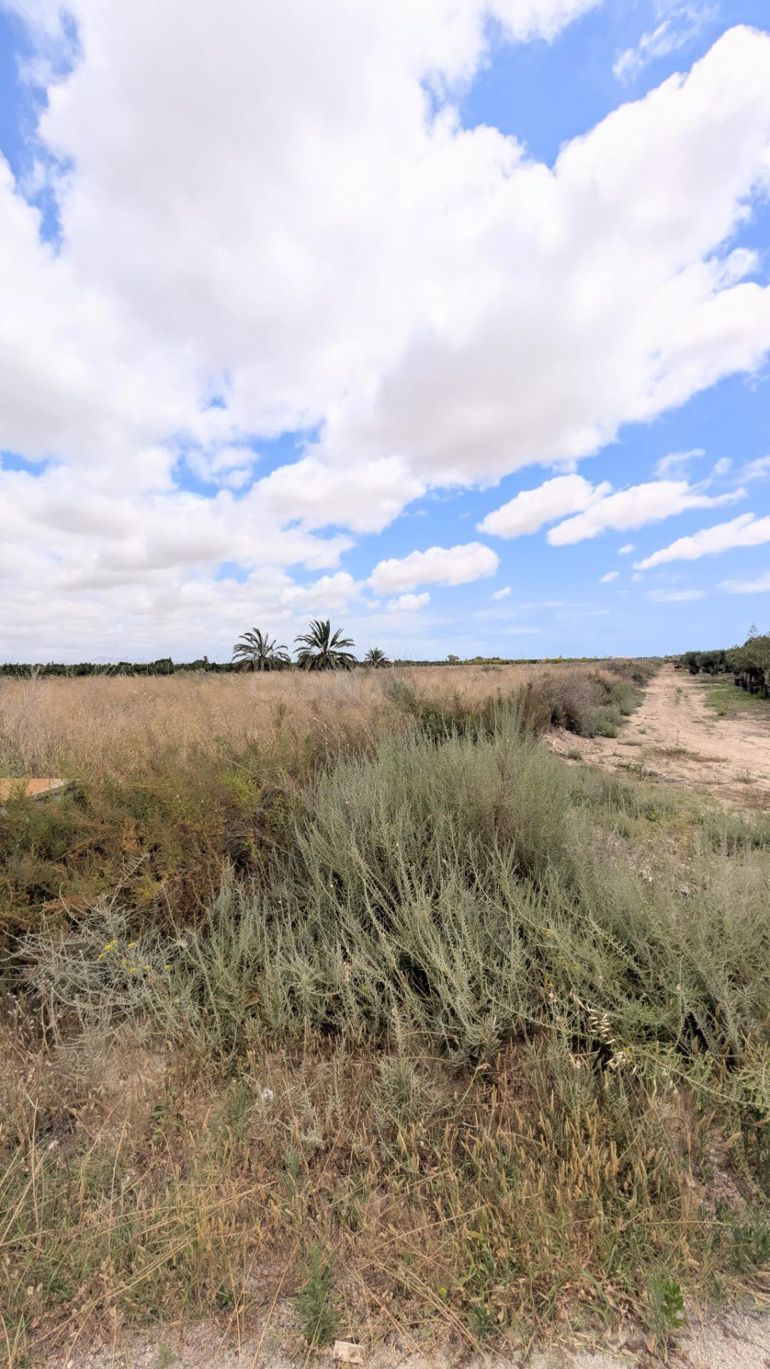 ¡PARCELA RÚSTICA EN VENTA EN BAYA BAJA, ELCHE, 5.718 m2, CON - foto 5