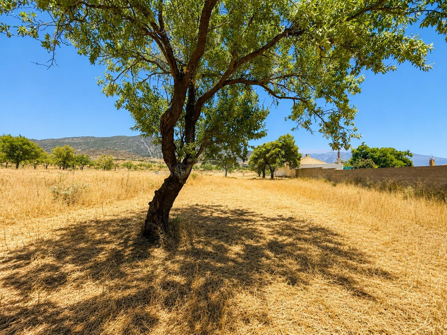 Magnifica finca rústica de 1.300 metros en El Arroyo de Padu - foto 3