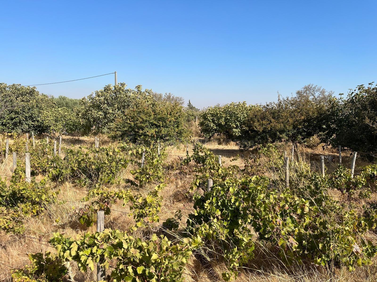 TERRENO RÚSTICO SEGREGADO de 3.000 m2 – Zona El Marquesado (