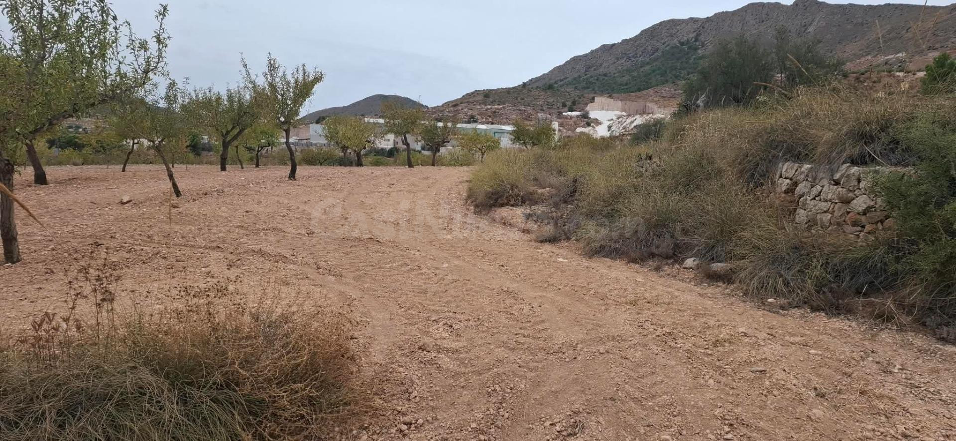 Oportunidad de Inversión en La Romana - Terreno Rústico con Plantación de Almendros