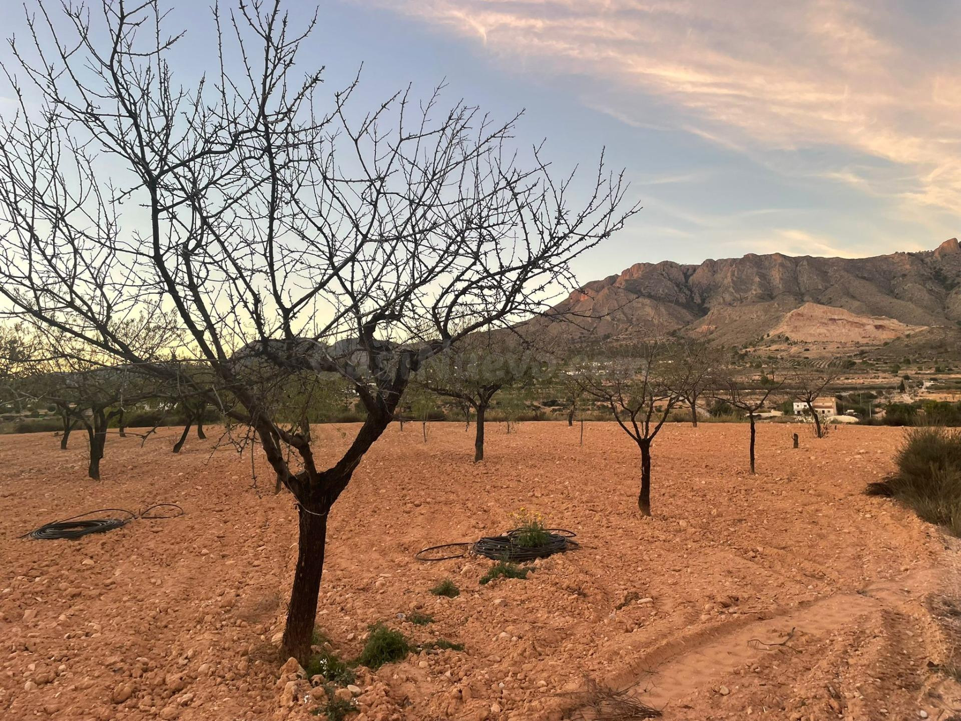 FINCA DE SECANO CON CUEVA EN EL RIO CHICAMO. MACISVENDA