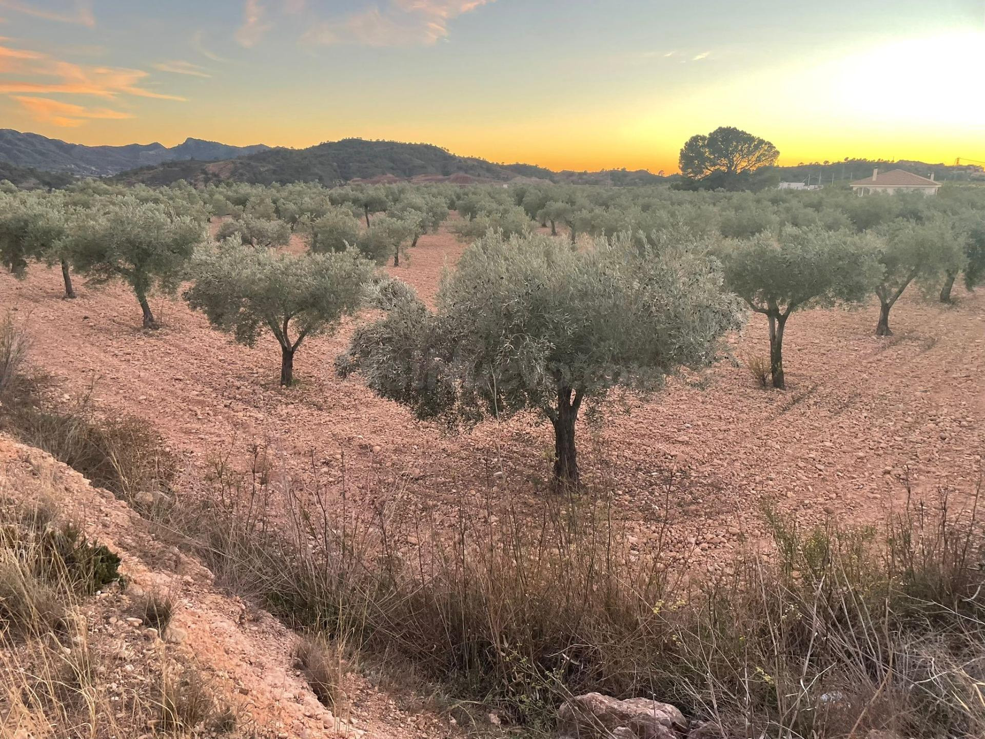 SENSACIONAL FINCA APTA PARA CONSTRUIR EN MACISVENDA - foto 2