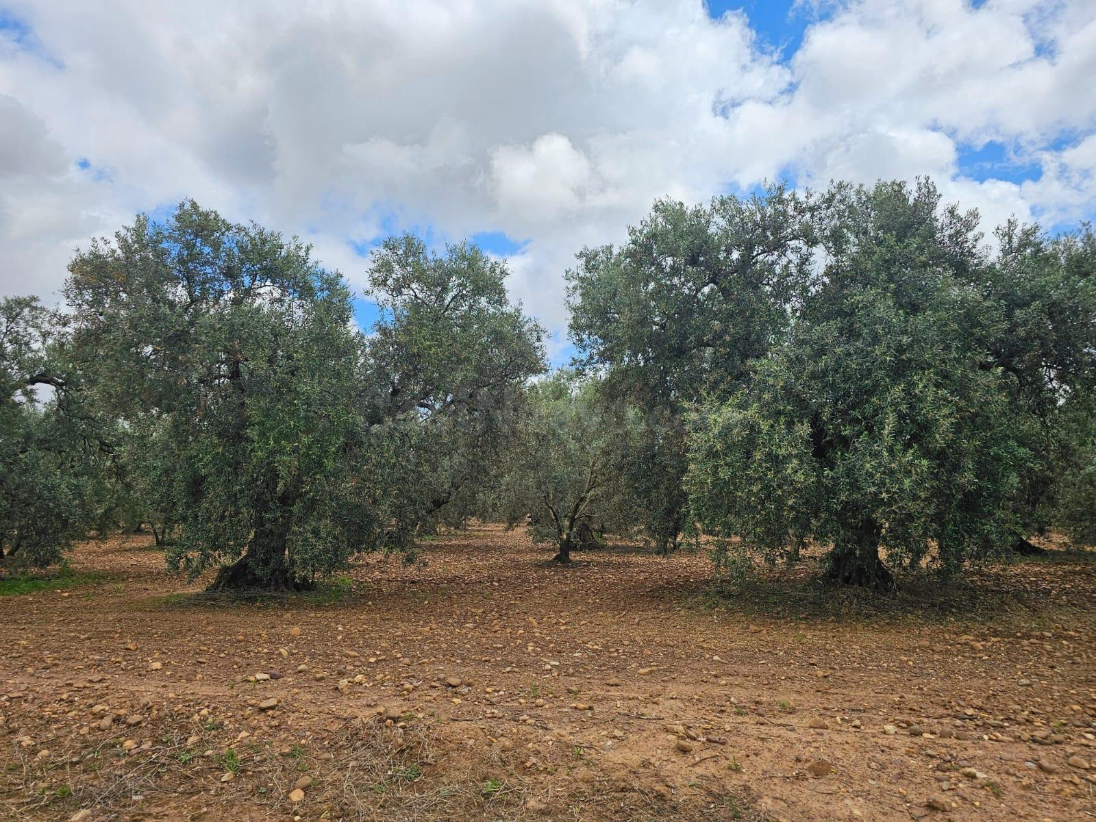 Venta de Olivares en Carmona
