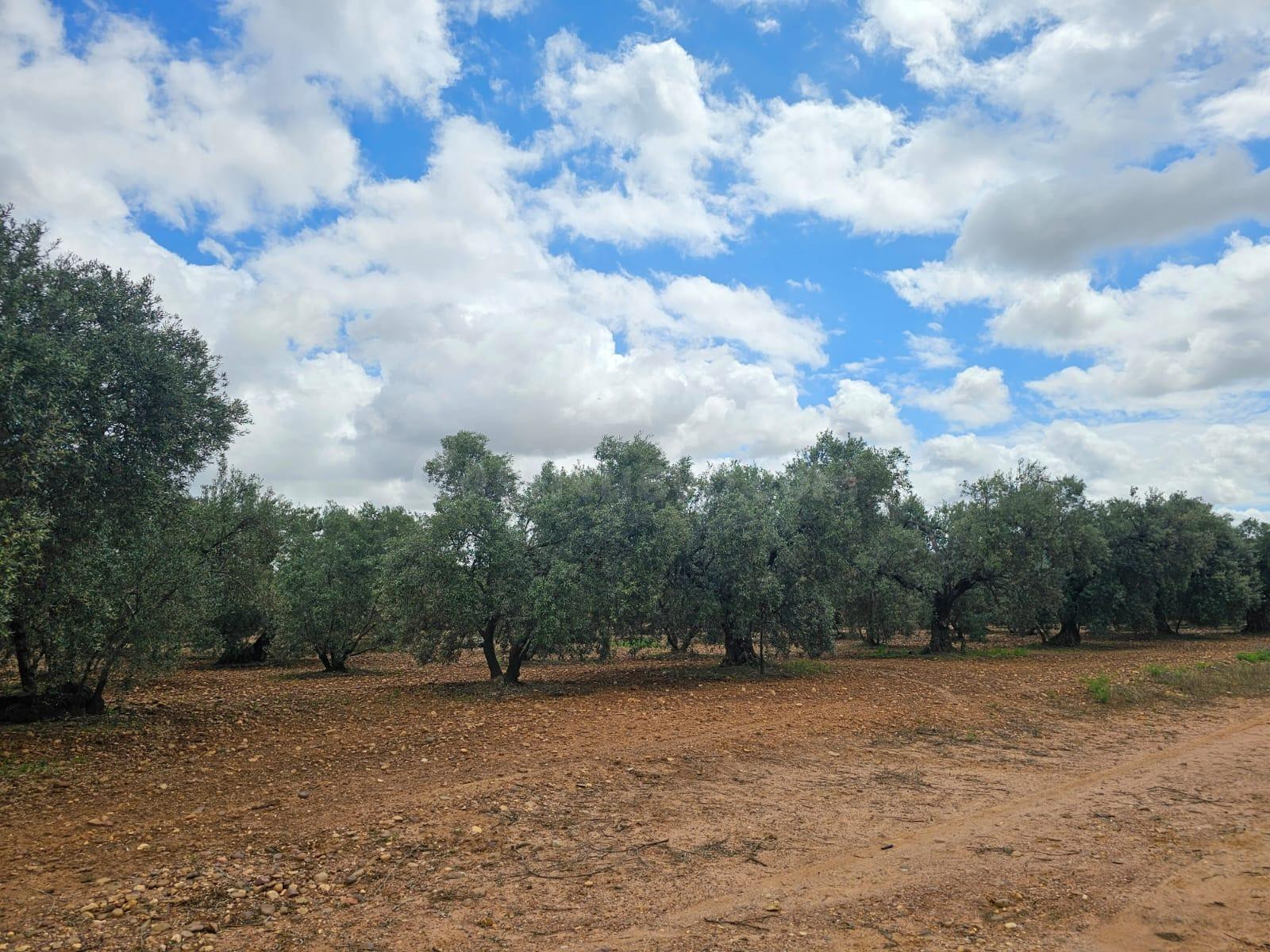 Venta de Olivares en Carmona - foto 2
