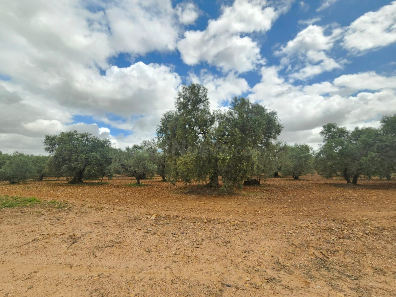 Venta de Olivares en Carmona - foto 3