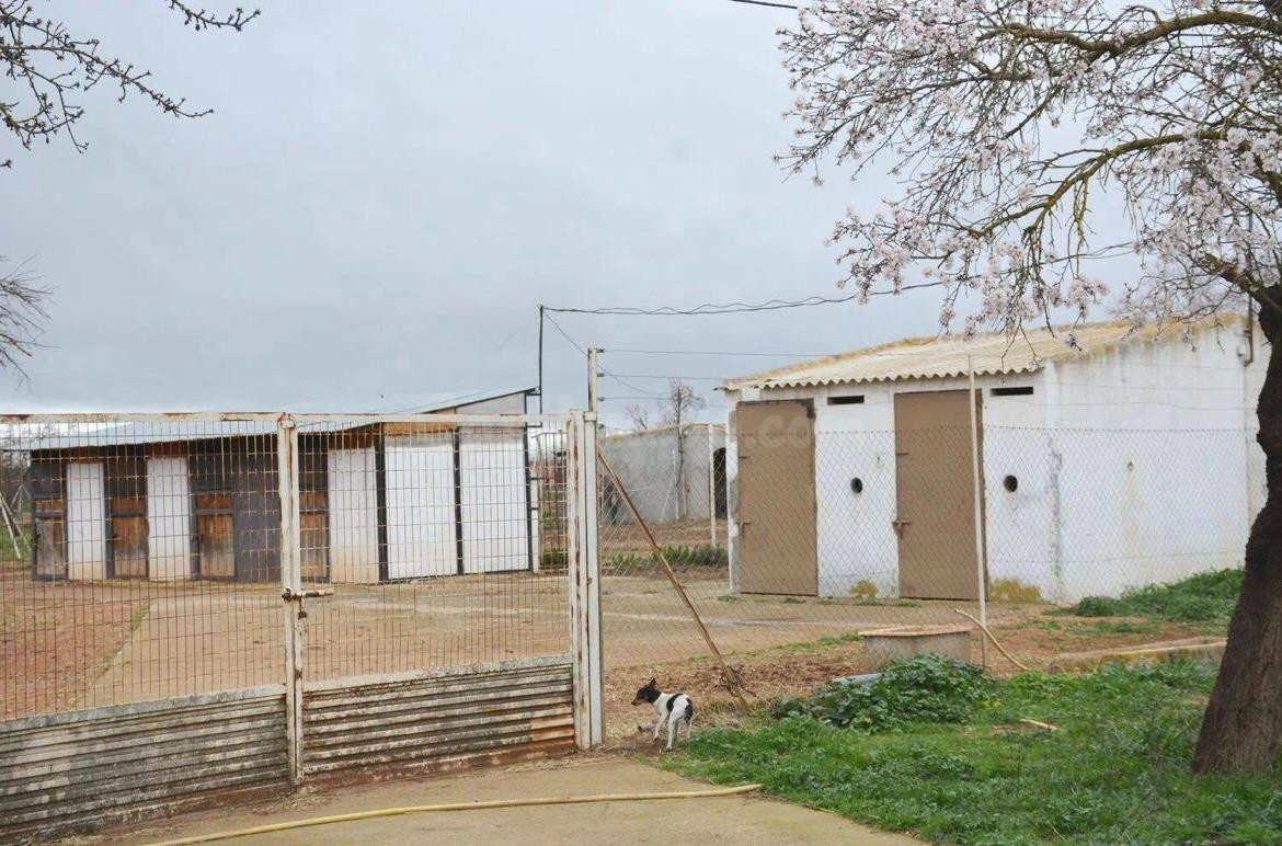 Venta: Amplia Finca: Terreno Rural en Pozuelo de Calatrava,  - foto 4