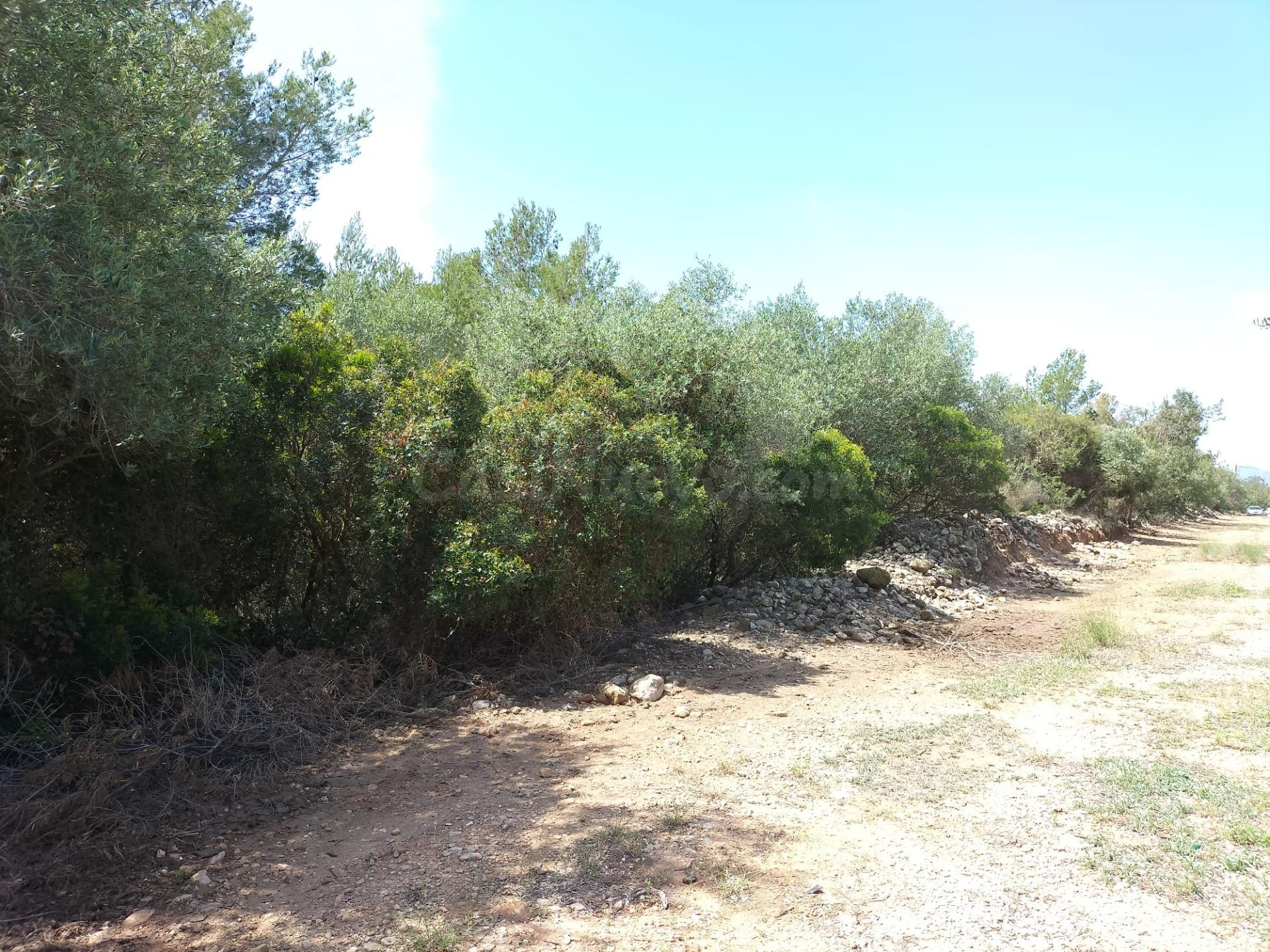 FINCA RÚSTICA CON POZO DE AGUA - foto 3