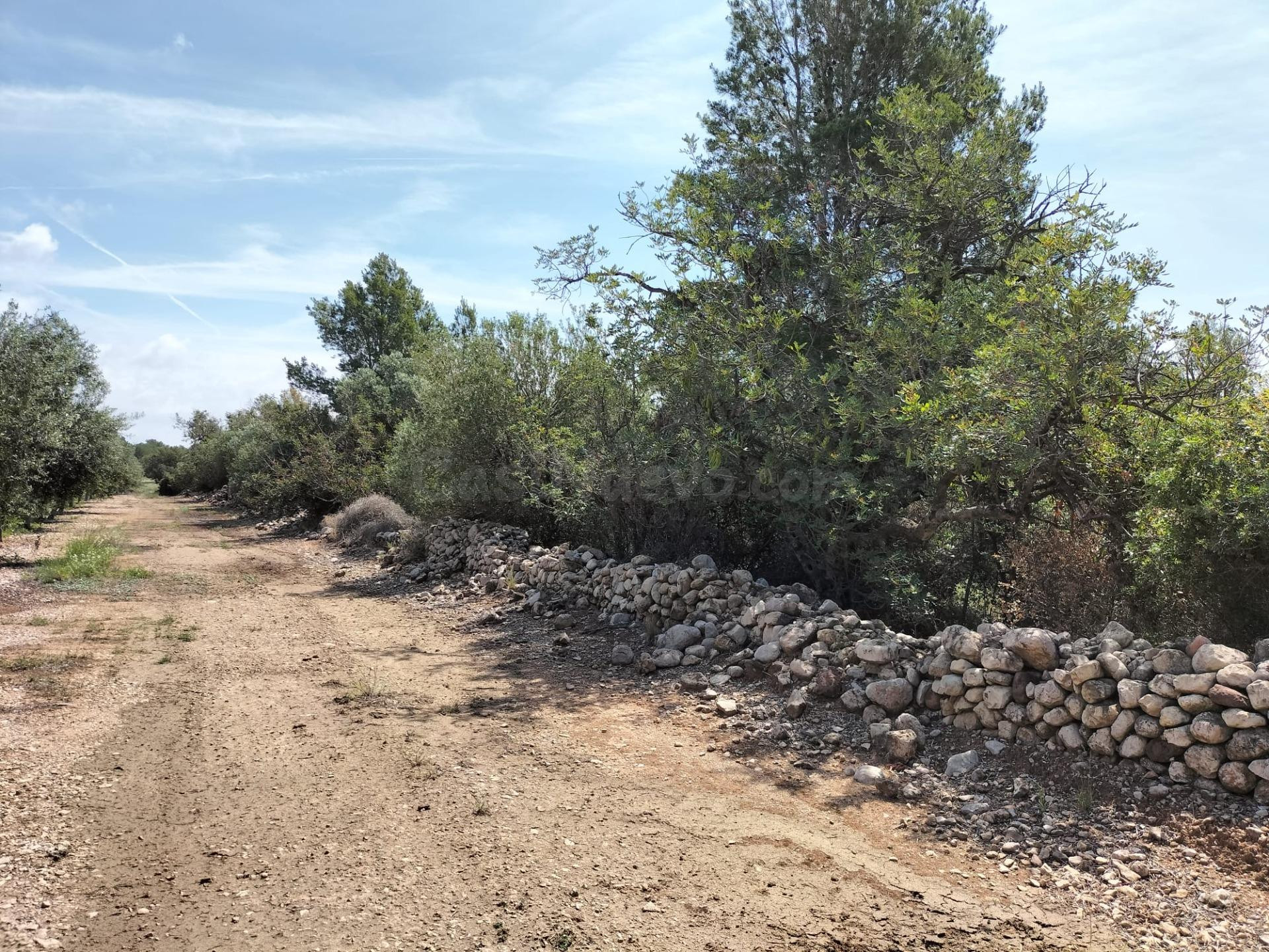 FINCA RÚSTICA CON POZO DE AGUA - foto 4