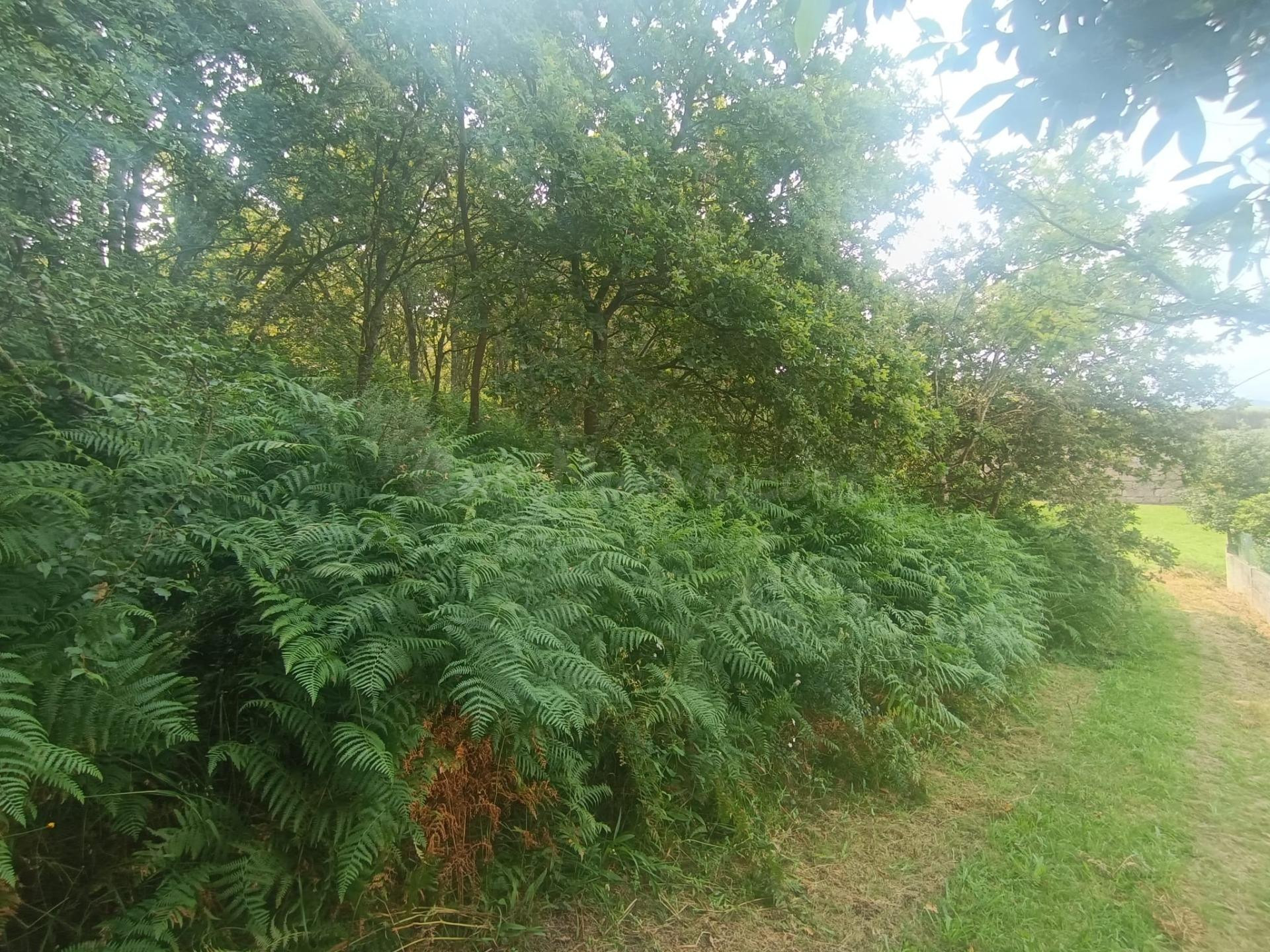 Venta de Terreno en Nagorol. Lugar Saianes - foto 3