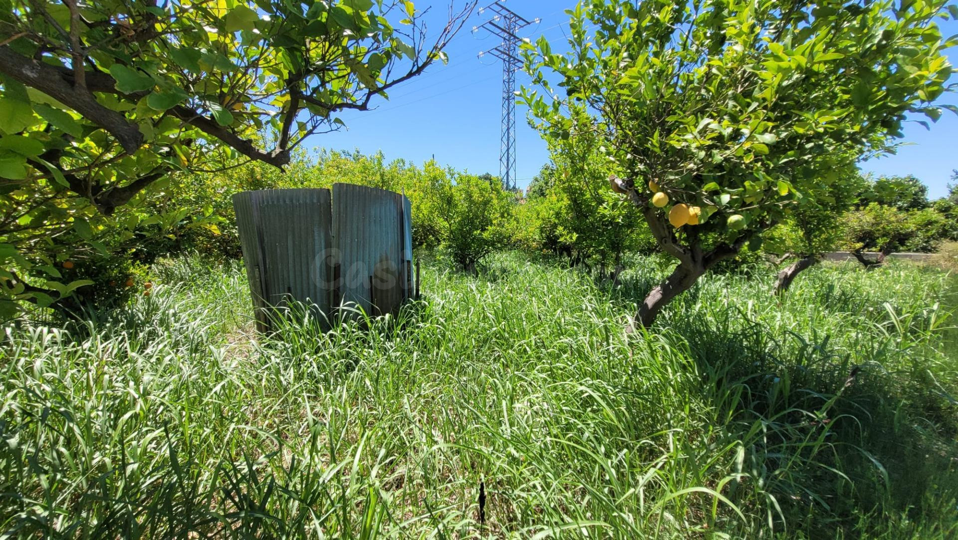 FINCA RÚSTICA DE REGADÍO CON LIMONEROS EN PRODUCCIÓN