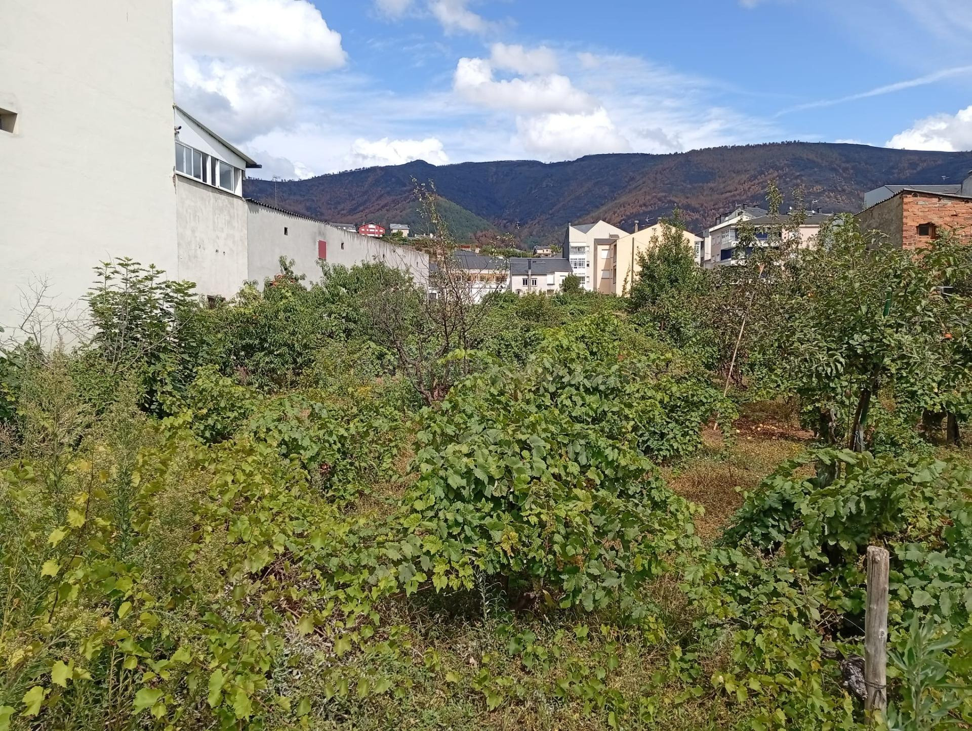 Terreno Urbano en A Rúa - Oportunidad de Inversión Residenci - foto 5