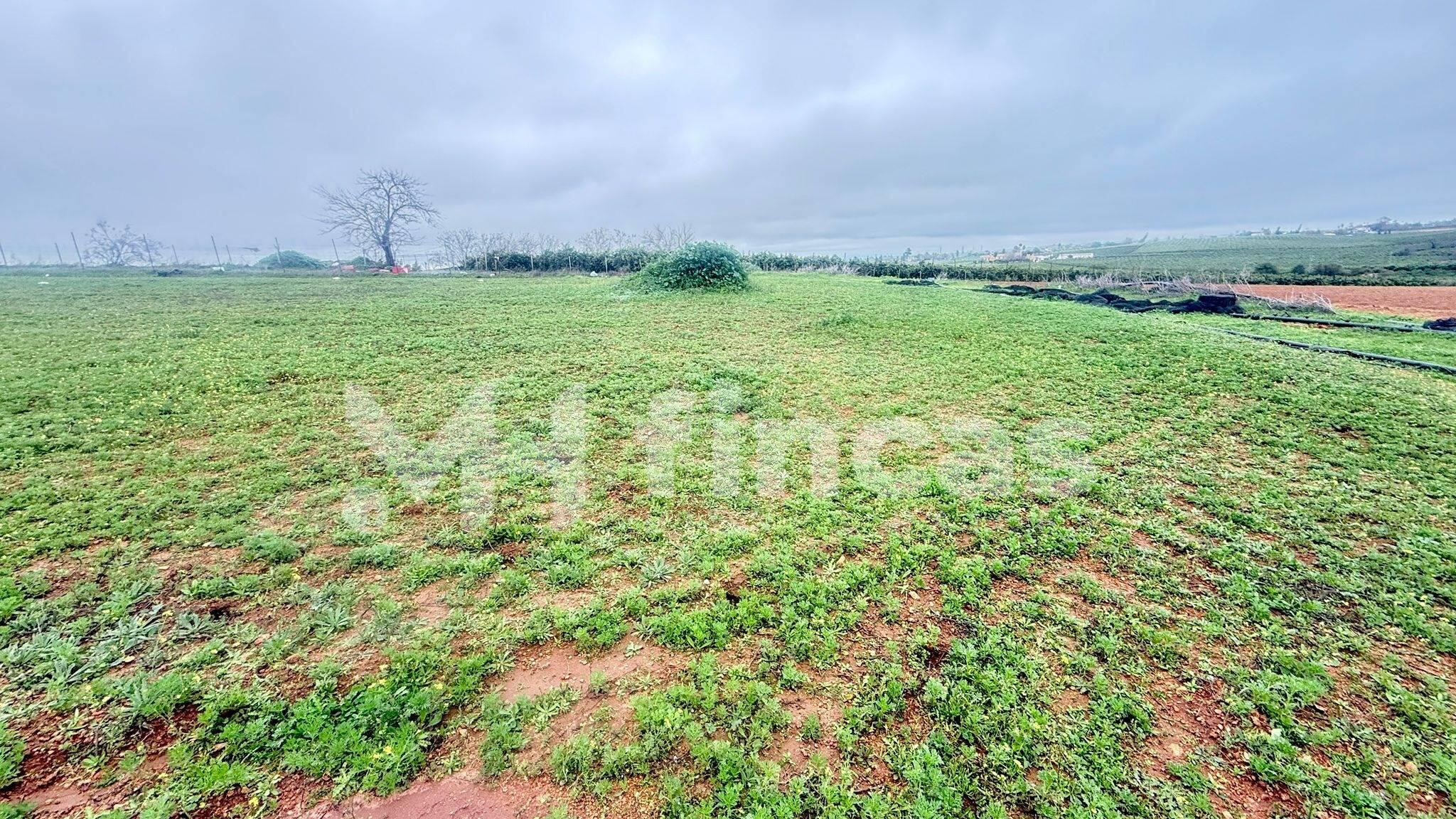 PARCELA RÚSTICA DE REGADÍO EN MAIRENA DEL ALCOR – 119.900 € - foto 5