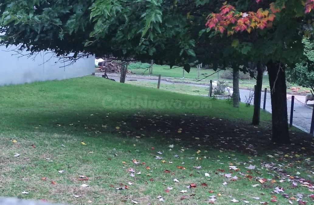 SE VENDE NAVE SIN POSESION EN PIÑOR (OURENSE) - foto 3