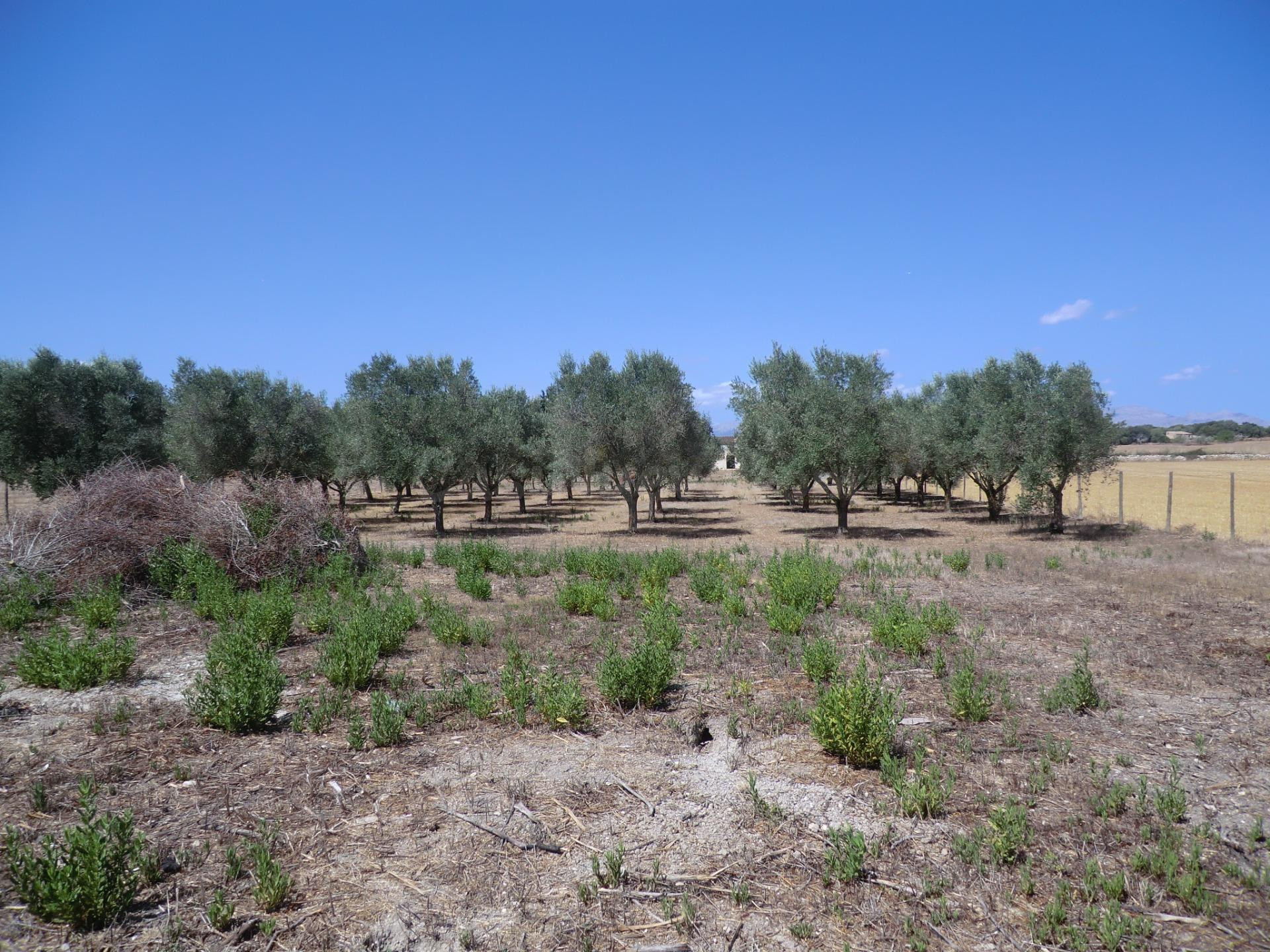 Finca rústica vallada con caseta y pozo - foto 3