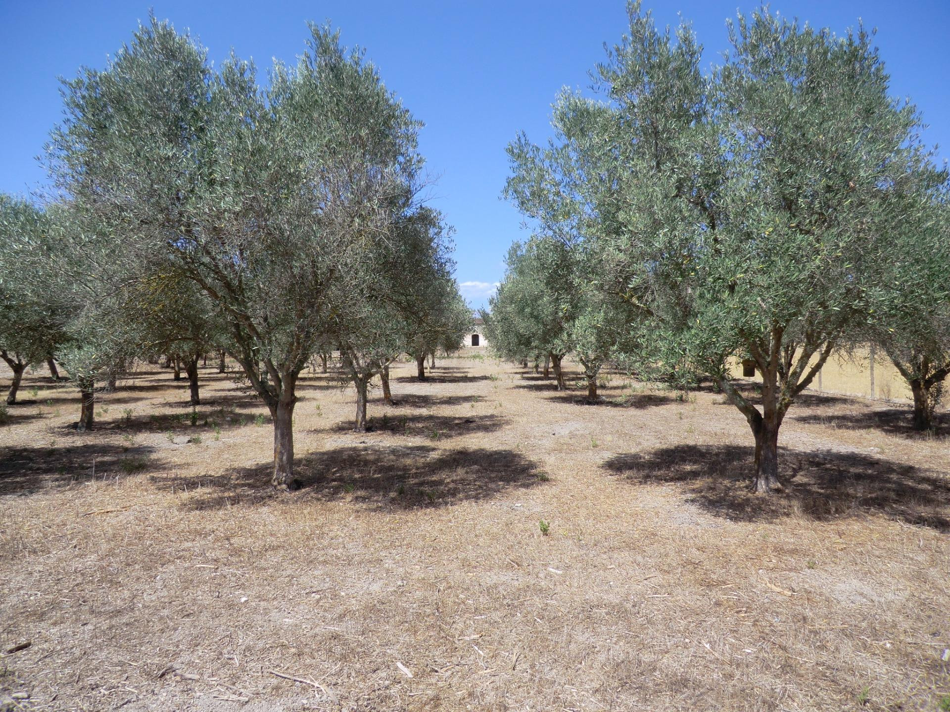 Finca rústica vallada con caseta y pozo - foto 4