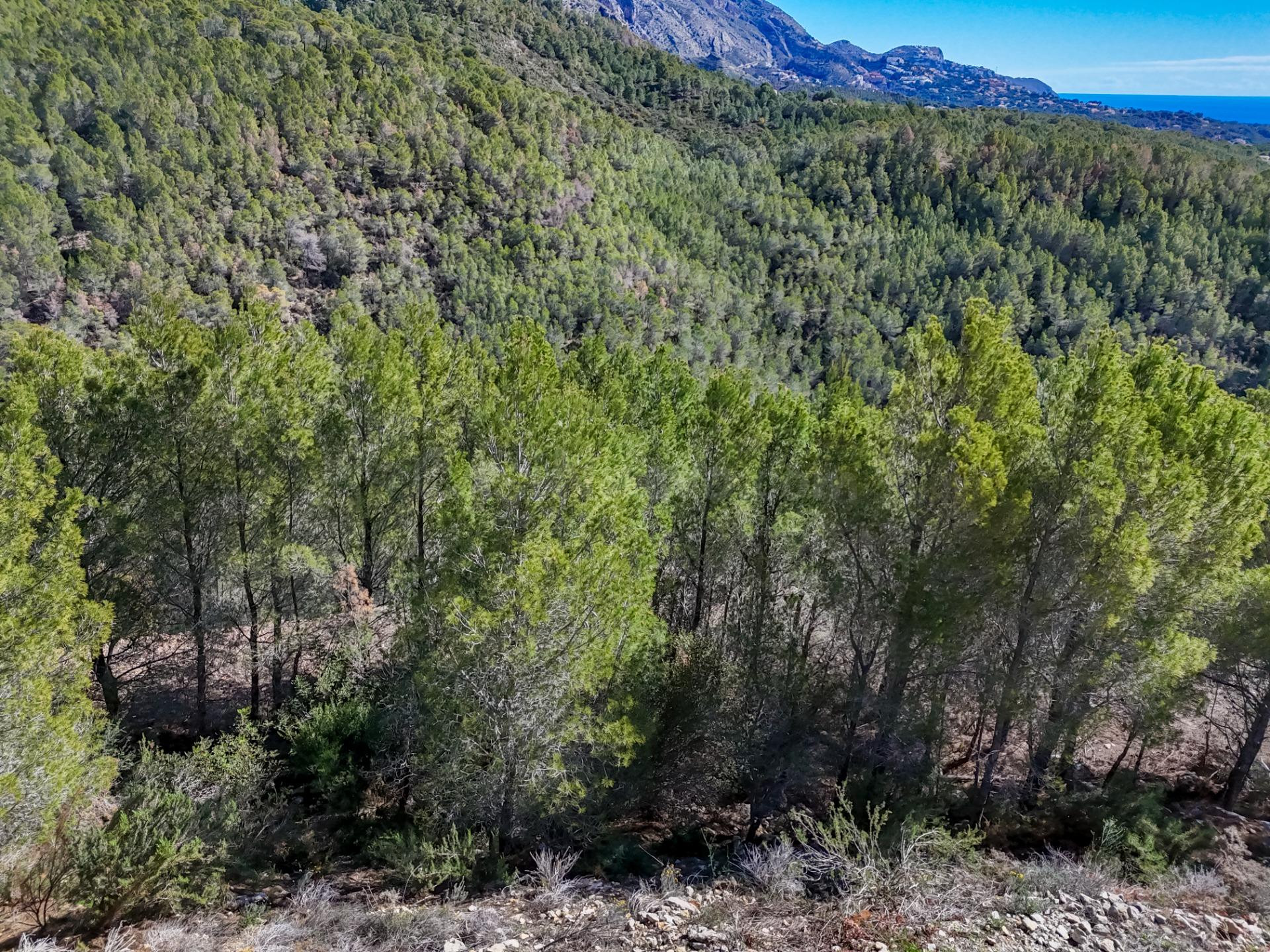 Amplia parcela urbana con vistas a la montaña en Callosa d'e - foto 4