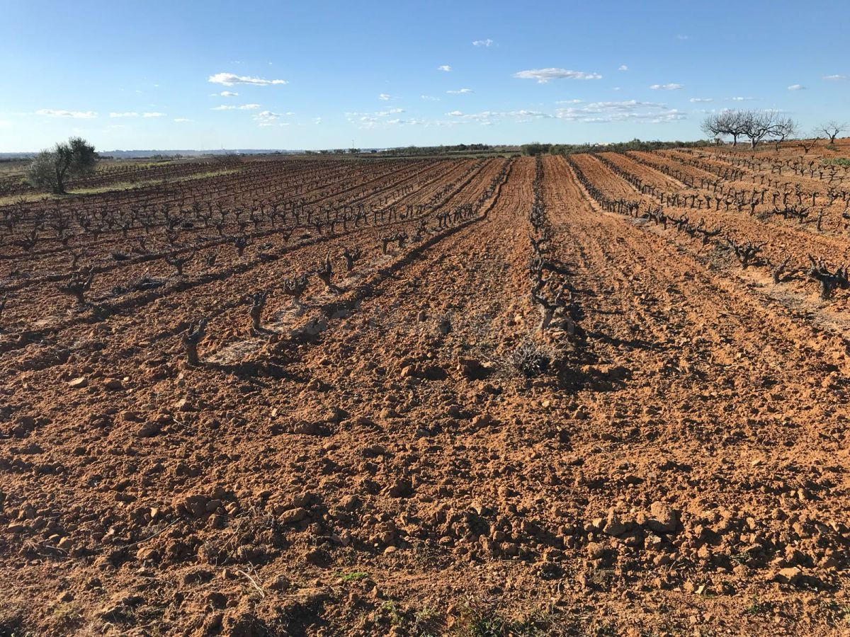 Finca rústica en venta - Bollullos Par Del Condado - foto 2