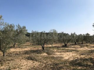 Finca rústica en venta - Andalucia